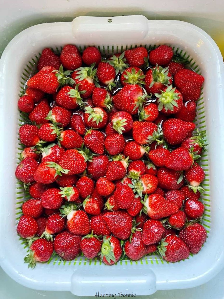 Fraises Cléry - producteur LA ROSÉE à Mauguio