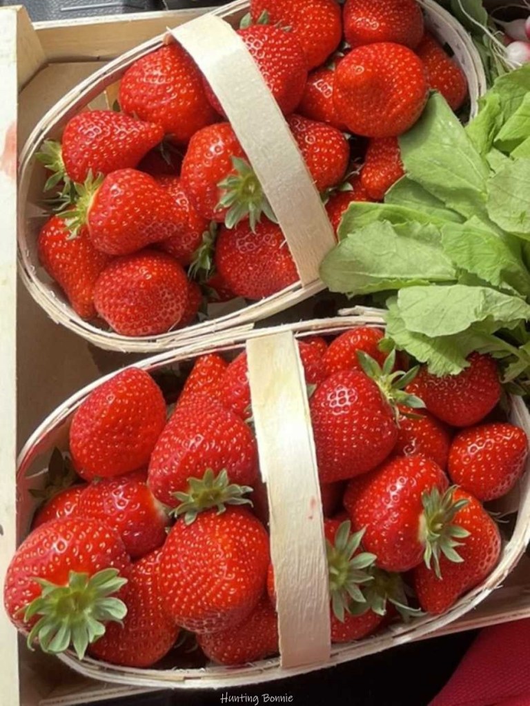 Fraises Magnum – producteur LA CABANE à Mauguio (34)