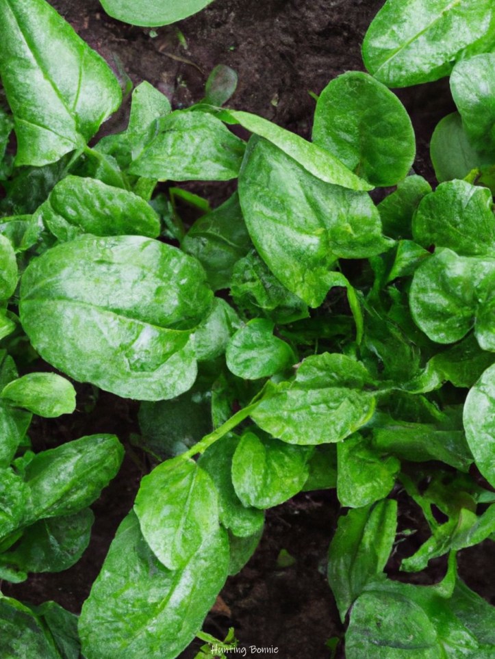 Jeunes pousses d'épinards