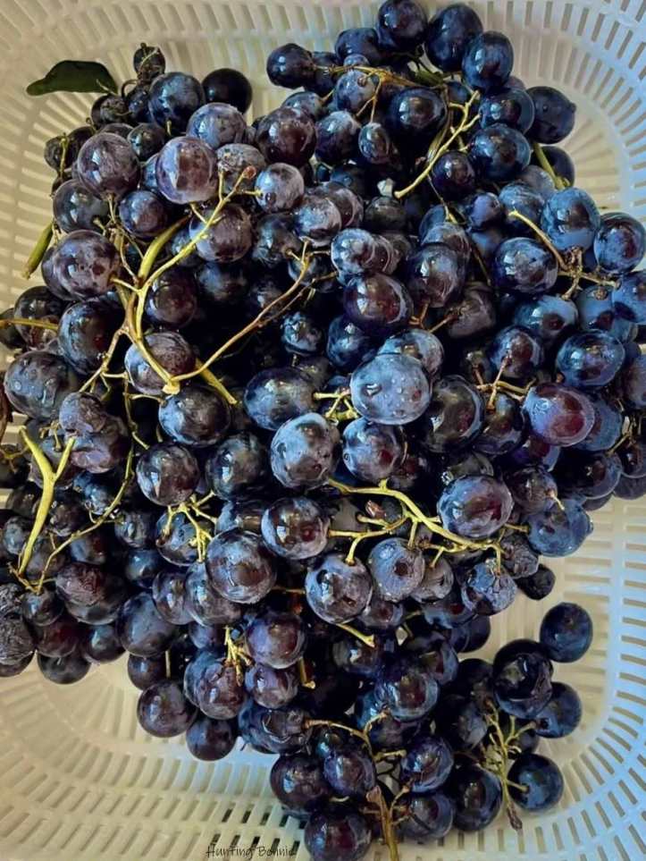 Raisin - Muscat de Hambourg