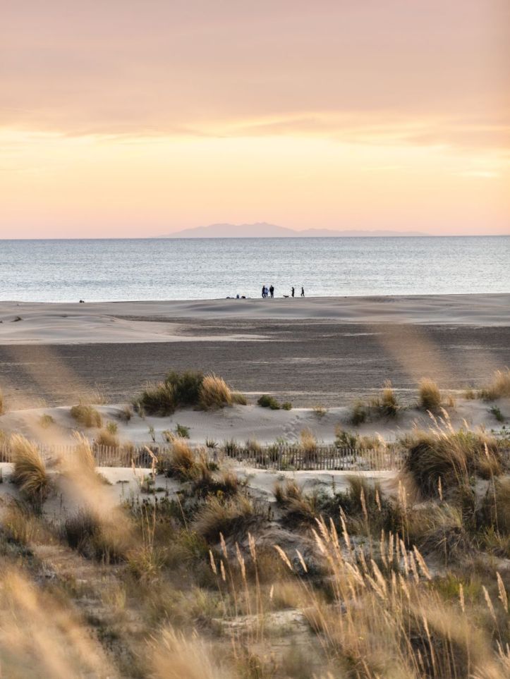 Vignes _ Crédit photo Vins Sable de Camargue