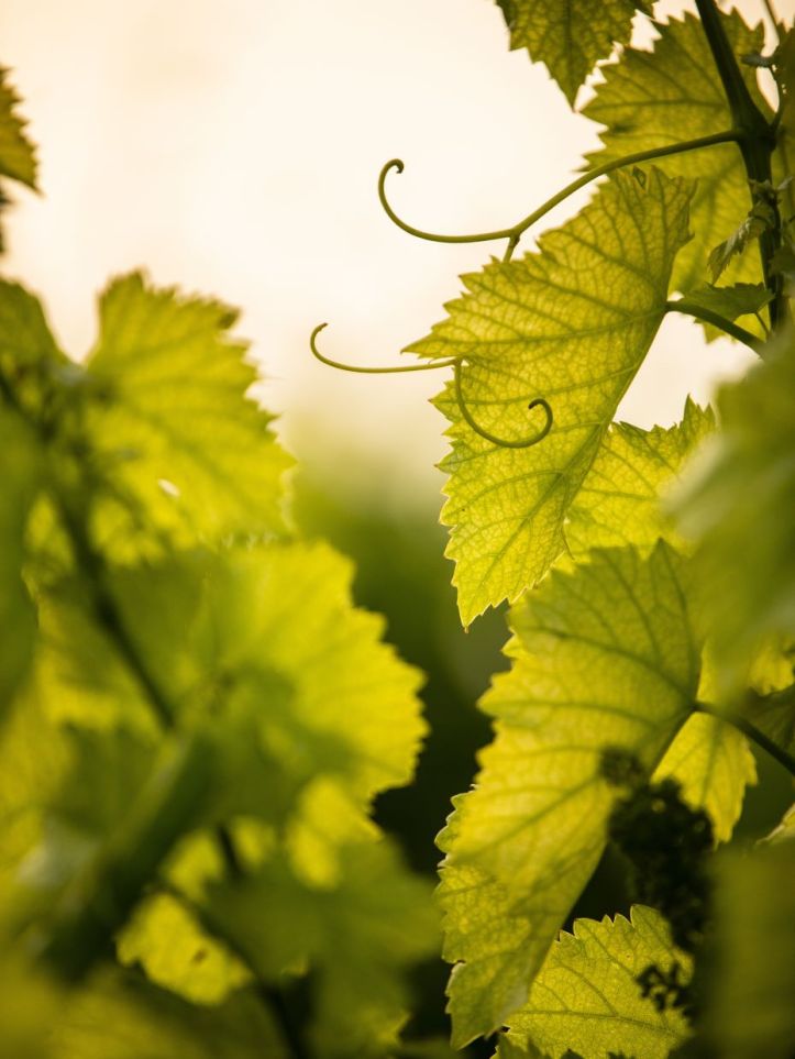 Vignes _ Crédit photo Vins Sable de Camargue