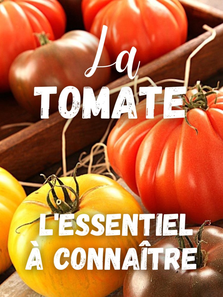 La TOMATE : L&rsquo;Essentiel à Connaître (+recettes)