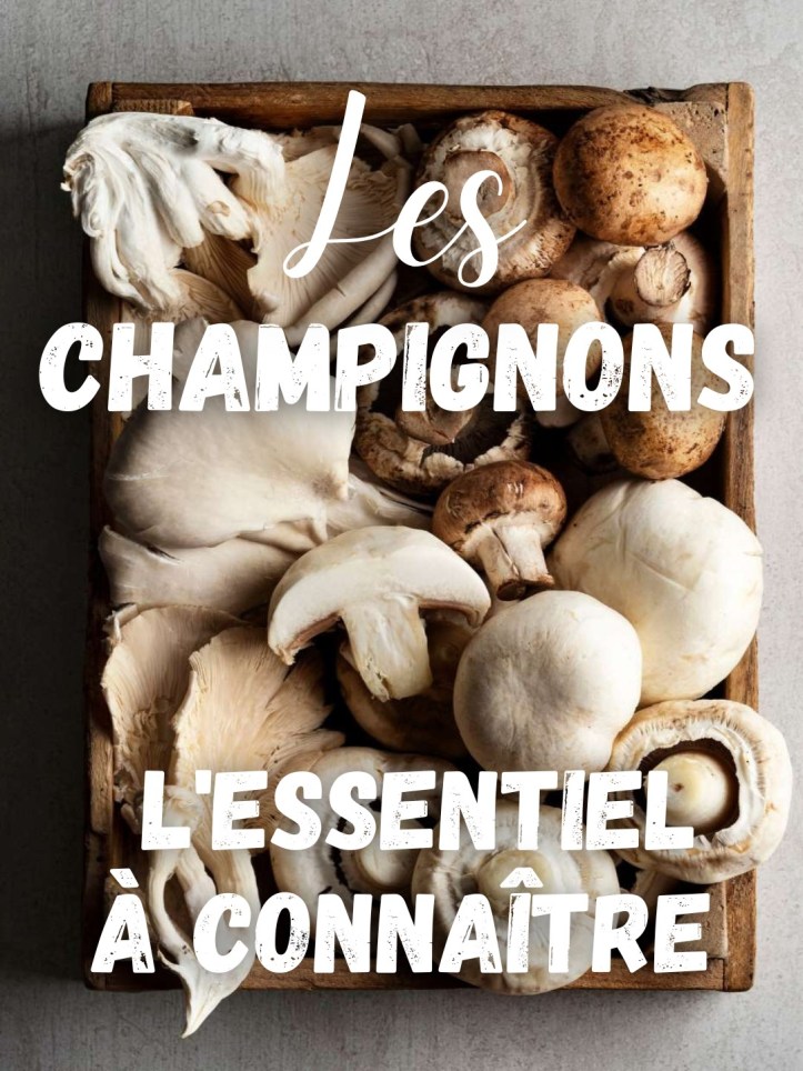 Les CHAMPIGNONS L’Essentiel à Connaître