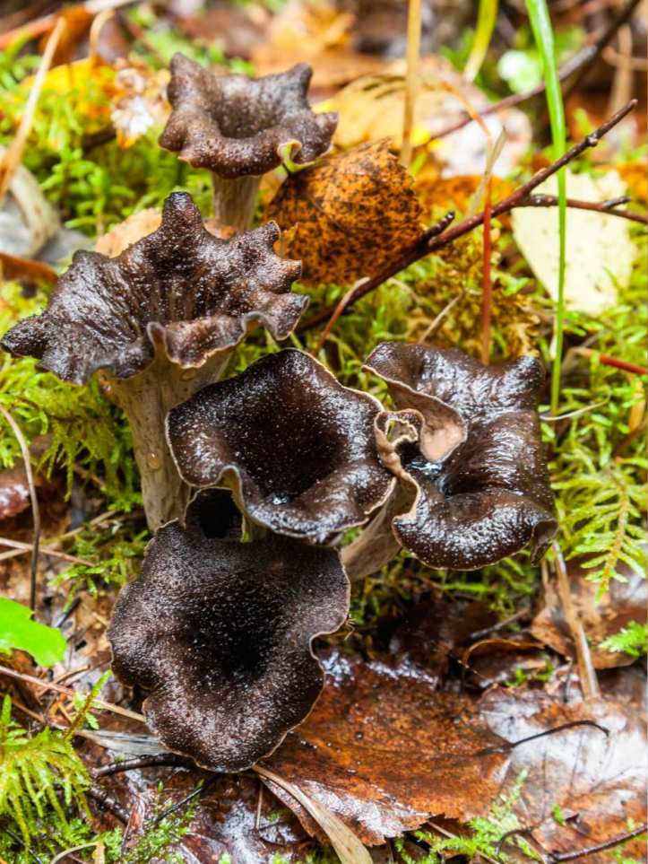 Trompettes de la mort