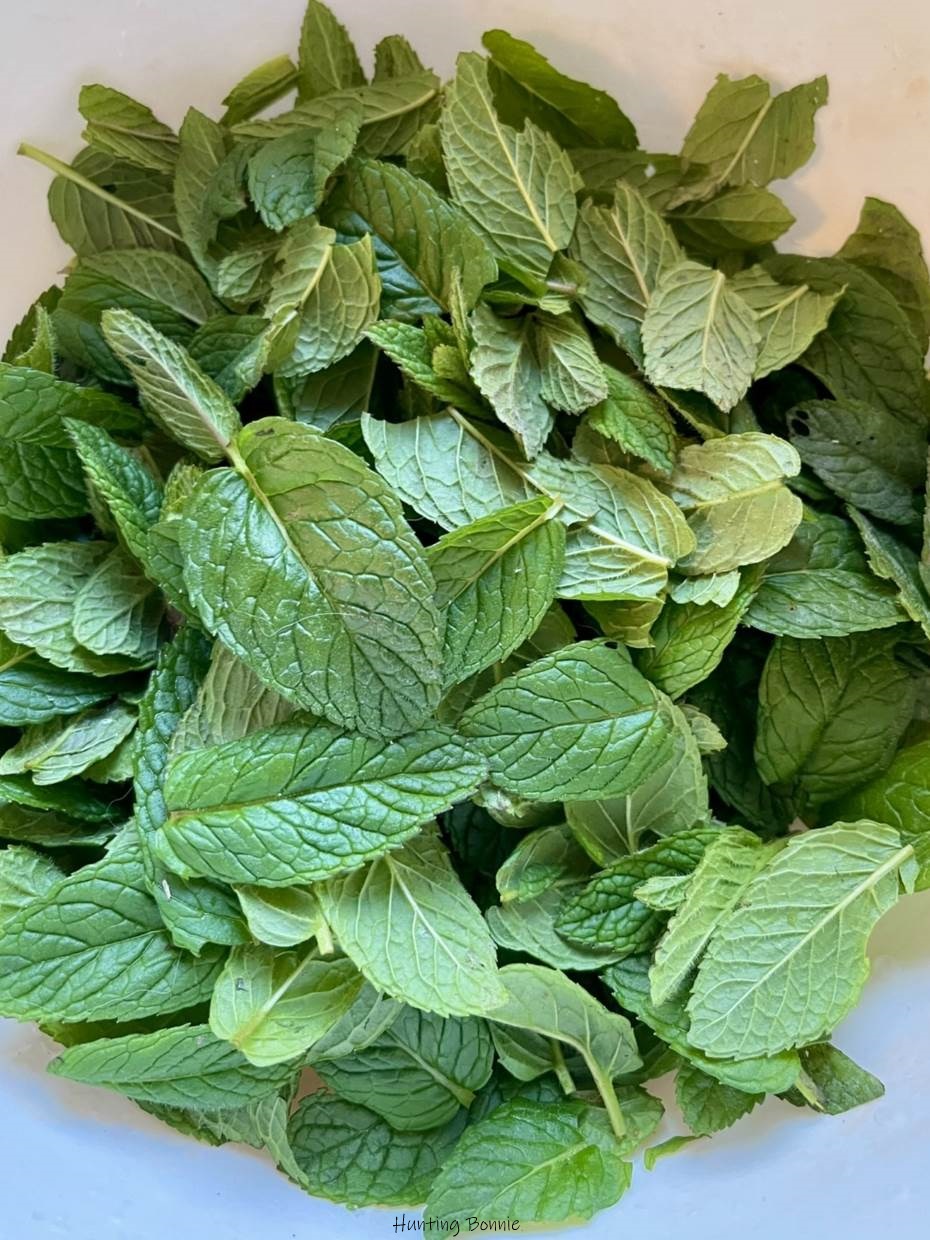 Feuilles de menthe