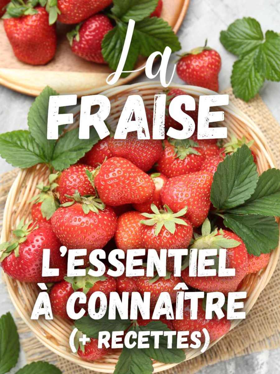 La Fraise : l’essentiel à connaître (+ recettes)