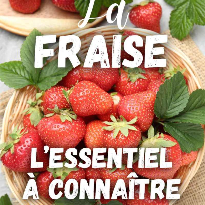 La Fraise : l’essentiel à connaître (+ recettes)