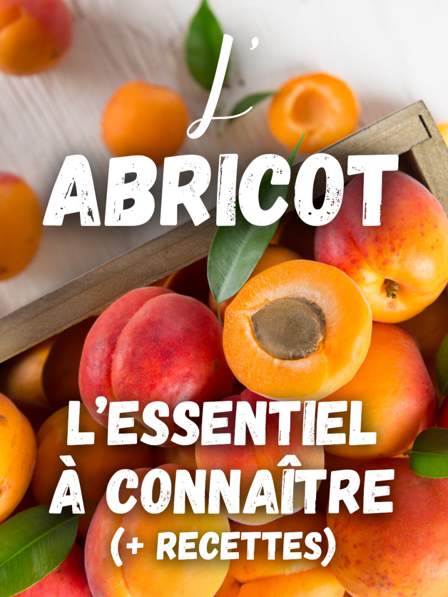 L&rsquo;Abricot : l’essentiel à connaître (+ recettes)