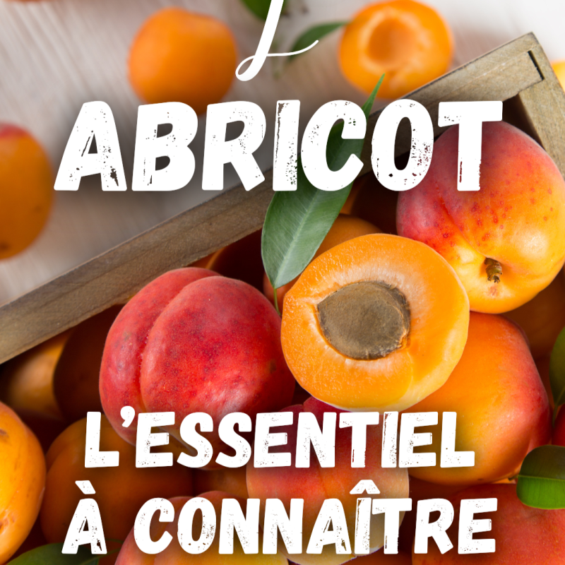 L&rsquo;Abricot : l’essentiel à connaître (+ recettes)